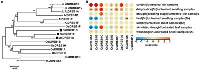 Dehydration-Responsive Element Binding Protein 1C, 1E, and 1G Promote Stress Tolerance to Chilling, Heat, Drought, and Salt in Rice